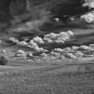 Lone TRee